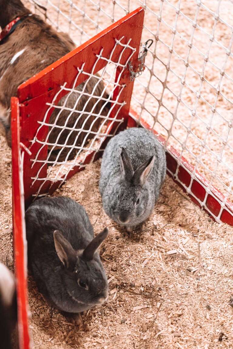 Cochrane Pet Expo