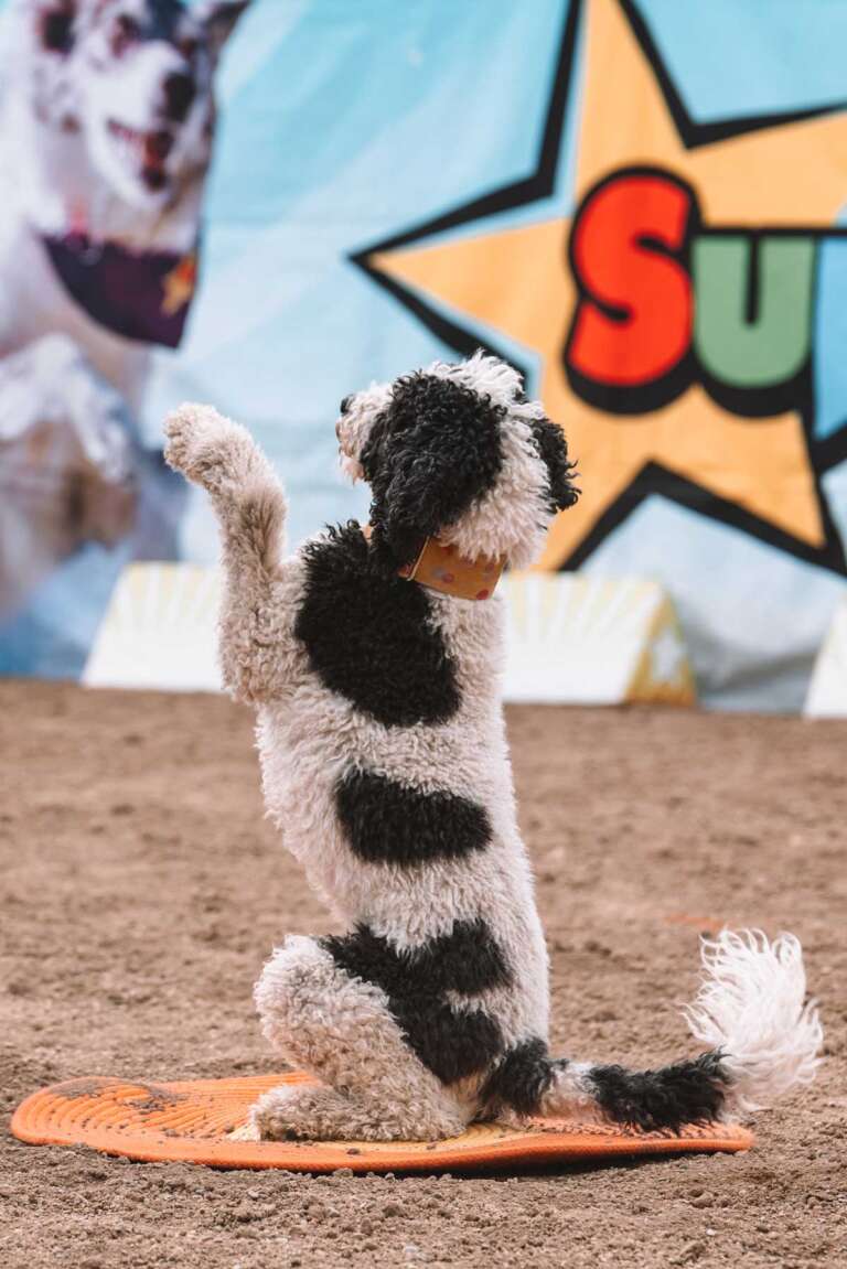 Cochrane Pet Expo