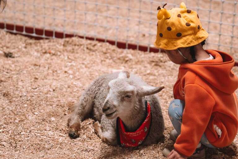 Cochrane Pet Expo